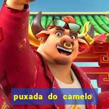 puxada do camelo no jogo do bicho